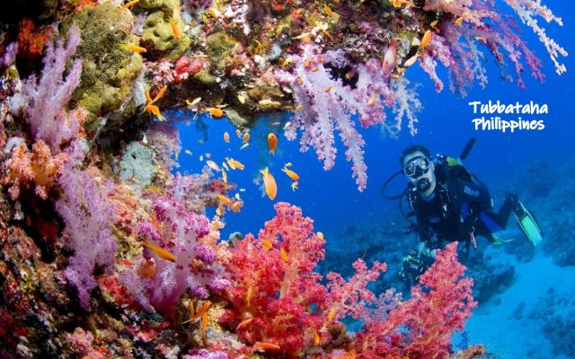 Tubbataha5 F