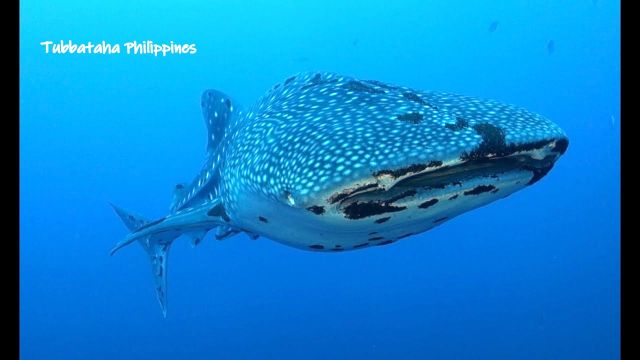 Tubbataha2 whaleshark