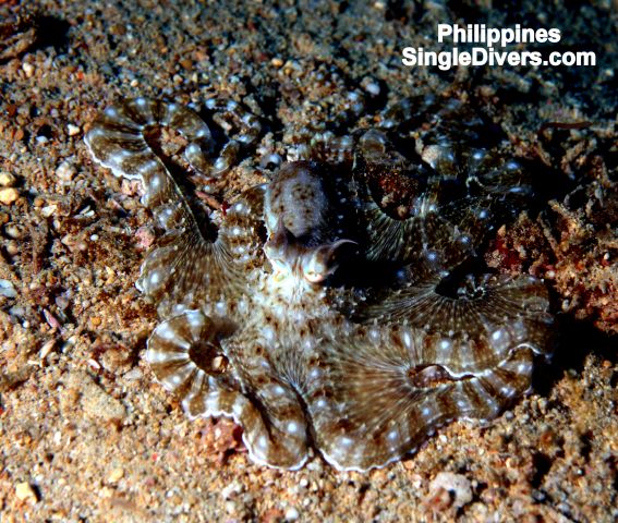 PI Wonderpussy (Yep real name!)