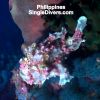 PI Frogfish