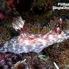 PI Nudi