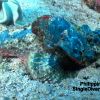 PI Scorpion fish