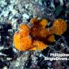 PI Frogfish