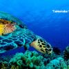 Tubbataha5 turtle