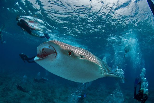 Whaleshark feeding Divers Carpe Vita Explorer Maldives Explorer Ventures Liveaboard Diving