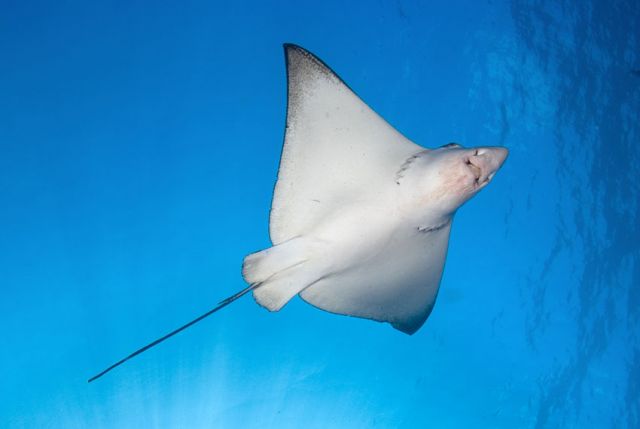 Eagle Ray Underside Carpe Vita Explorer Maldives Explorer Ventures Liveaboard Diving