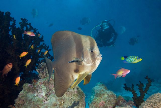 Batfish Diver Carpe Vita Explorer Maldives Explorer Ventures Liveaboard Diving