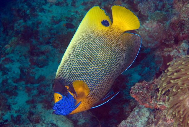 Blueface Angelfish Carpe Vita Explorer Maldives Explorer Ventures Liveaboard Diving