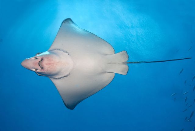 Eagle Ray Underside2 Carpe Vita Explorer Maldives Explorer Ventures Liveaboard Diving