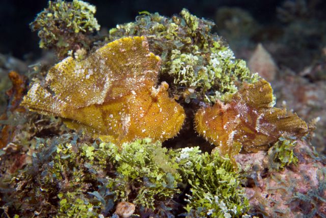 Frogfish 2 Carpe Vita Explorer Maldives Explorer Ventures Liveaboard Diving