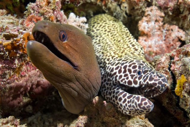 Two Moray Eels Carpe Vita Explorer Maldives Explorer Ventures Liveaboard Diving