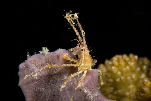 Crab On sponge Carpe Vita Explorer Maldives Explorer Ventures Liveaboard Diving