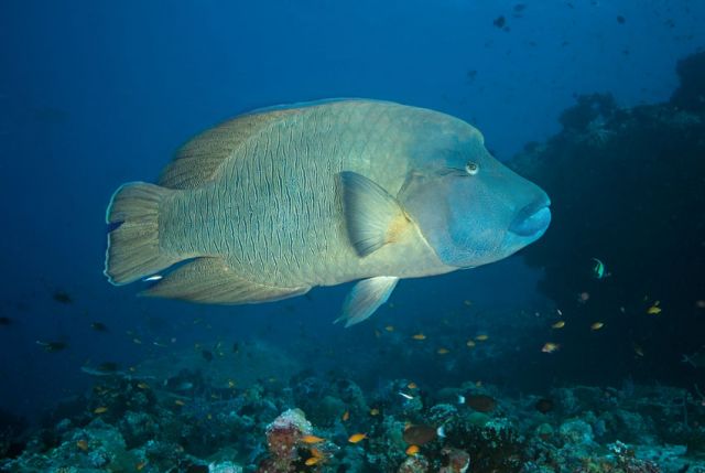 Humphead Wrasse Carpe Vita Explorer Maldives Explorer Ventures Liveaboard Diving