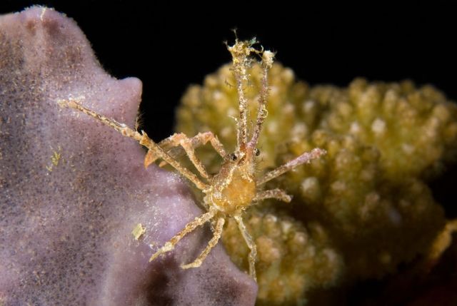 Crab 2 Carpe Vita Explorer Maldives Explorer Ventures Liveaboard Diving