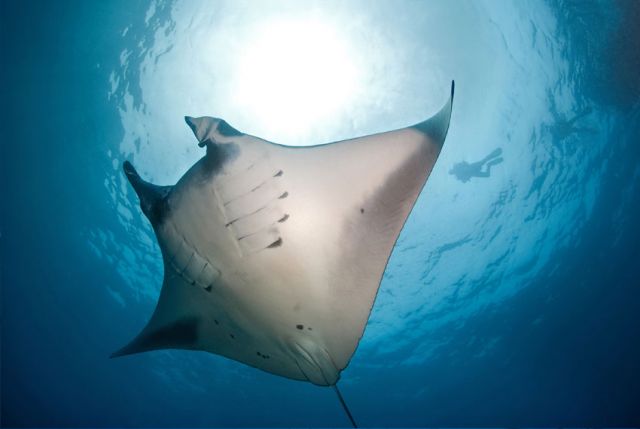 Manta Ray Underside Sunlight Carpe Vita Explorer Maldives Explorer Ventures Liveaboard Diving