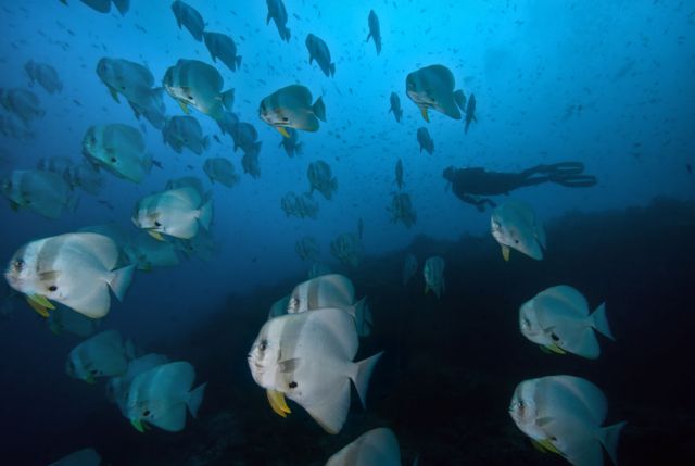 Batfish Carpe Vita Explorer Maldives Explorer Ventures Liveaboard Diving