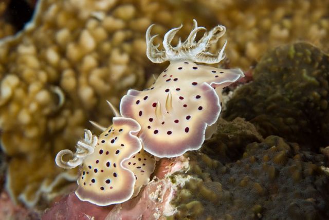 Chromodoris tritos nudibranch Carpe Vita Explorer Explorer Ventures Liveaboard Diving