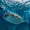 Whaleshark feeding Divers Carpe Vita Explorer Maldives Explorer Ventures Liveaboard Diving