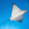 Eagle Ray Underside Carpe Vita Explorer Maldives Explorer Ventures Liveaboard Diving