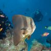 Batfish Diver Carpe Vita Explorer Maldives Explorer Ventures Liveaboard Diving