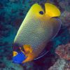 Blueface Angelfish Carpe Vita Explorer Maldives Explorer Ventures Liveaboard Diving