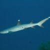 White Tip reef shark Carpe Vita Explorer Maldives Explorer Ventures Liveaboard Diving.jpg nggid03950 ngg0dyn 150x150x100 00f0w010c011r110f110r010t010