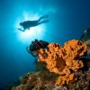 Diver And coral sunlight Carpe Vita Explorer Maldives Explorer Ventures Liveaboard Diving