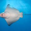 Eagle Ray Underside2 Carpe Vita Explorer Maldives Explorer Ventures Liveaboard Diving