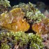 Frogfish 2 Carpe Vita Explorer Maldives Explorer Ventures Liveaboard Diving