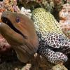 Two Moray Eels Carpe Vita Explorer Maldives Explorer Ventures Liveaboard Diving