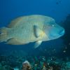 Humphead Wrasse Carpe Vita Explorer Maldives Explorer Ventures Liveaboard Diving