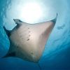 Manta Ray Underside Sunlight Carpe Vita Explorer Maldives Explorer Ventures Liveaboard Diving