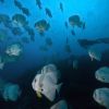 Batfish Carpe Vita Explorer Maldives Explorer Ventures Liveaboard Diving