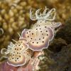 Chromodoris tritos nudibranch Carpe Vita Explorer Explorer Ventures Liveaboard Diving