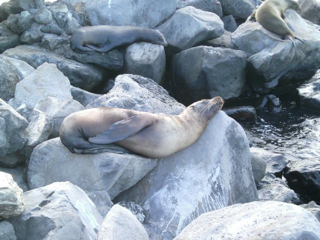 Seal sleeping on rock in San Crystobal