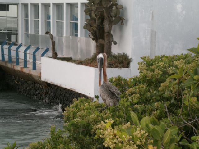 Pelican near the boardwalk in Puerto Ayora