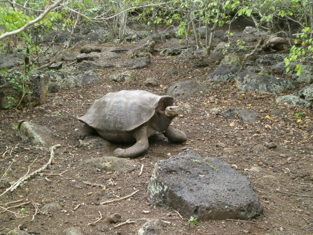 Tortoise on San Crystobal