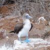 Blue Footed Boobie