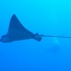 Spotted Eagle Ray