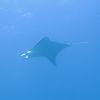 Manta Ray