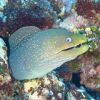 Moray Eel