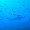 Hammerhead