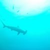 Hammerhead in Shark Bay