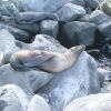 Seal sleeping on rock in San Crystobal