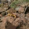 Land iguana on the land tour