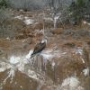 Blue footed booby on the land tour