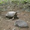 Tortoise on San Crystobal