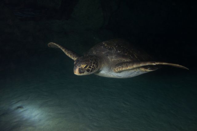 Tortuga de Cueva Secreto