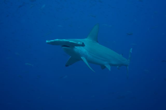 Hammerhead