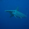 Hammerhead